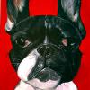 Black and White Frenchie 18" X 24" $350.00
Sold