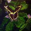 Butterfly 16" x 20" $40.00
Sold